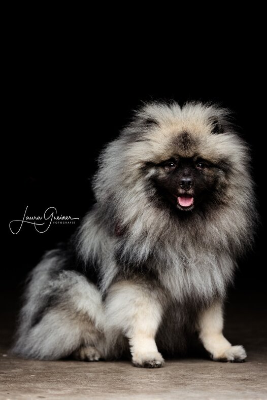 Enok, ein Wolfsspittz, eher ein Keeshond