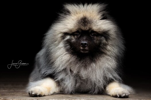 Wolfsspitz Enok